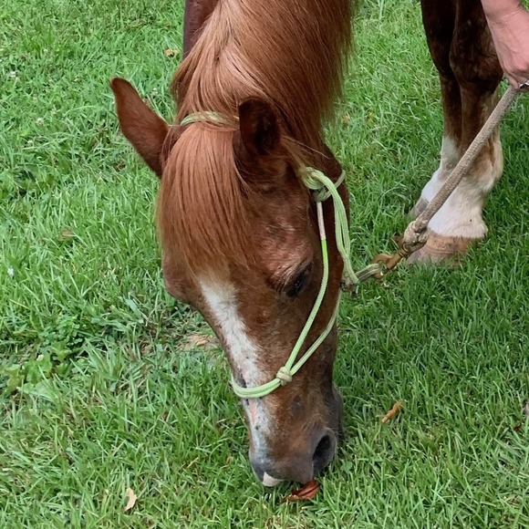 Meet your Posher, Callie - Picture 1 of 1